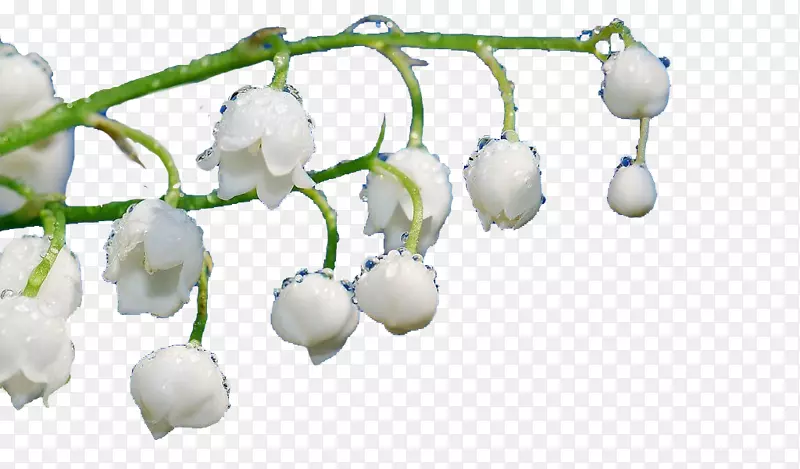 С֦ˮ�ɻ�-������