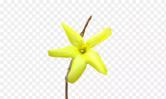 ֲ�ﾥ����ֲ������-������