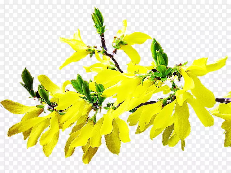 Naver����pngͼƬֲ�ﾥgoogleͼ��Ҷ-forsycje-������