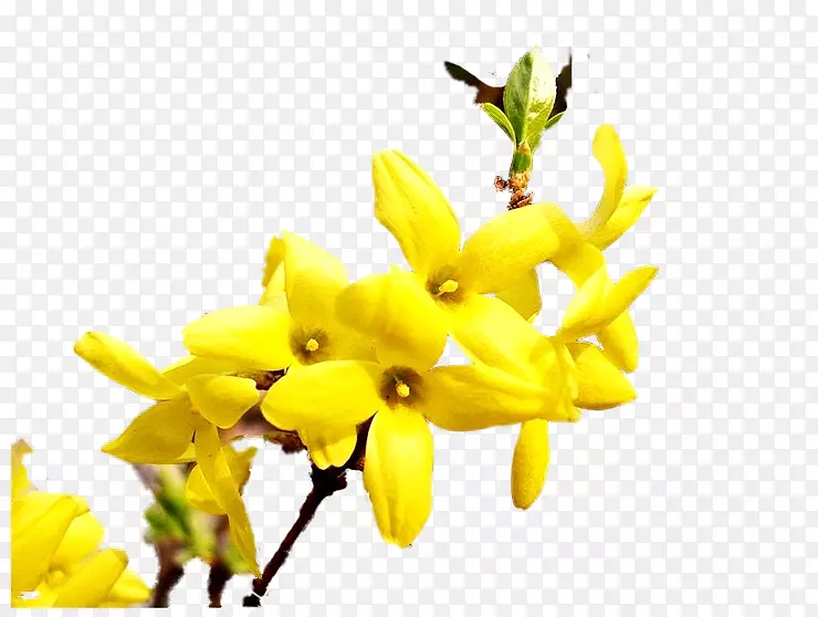 �л�ֲ�ﾥ����ֲ������-������