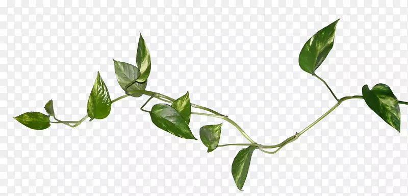 ����Ҷ�����ֽ������ˮ�ʻ�Ҷ-������