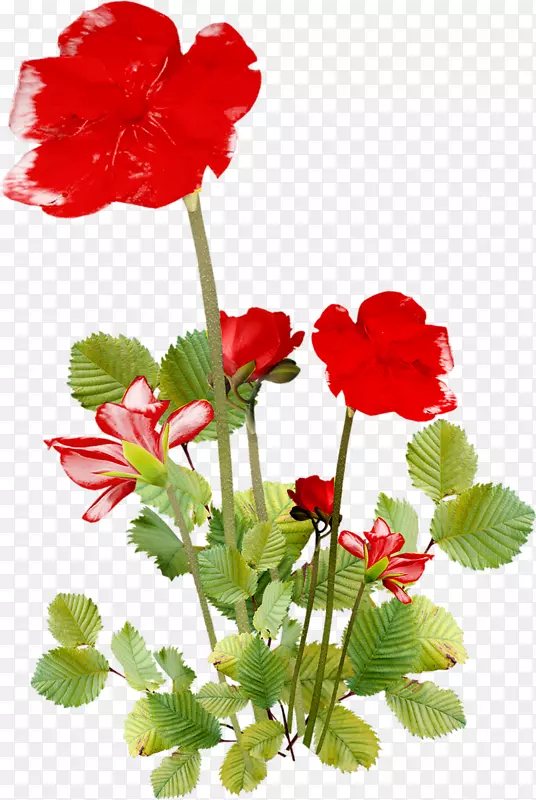 ����pngͼƬ������������ֽ.��-������