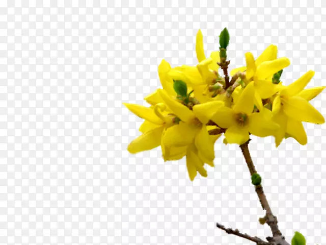 ֲ�ﾥ֦����ֲ������-������