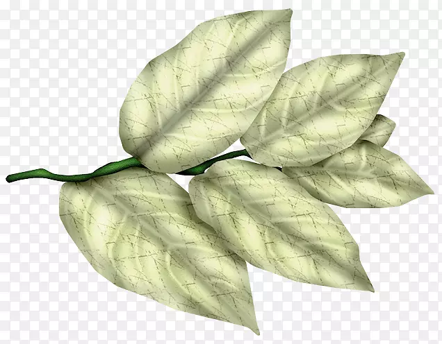 ���Ĳ���ͼƬpngͼƬѡ��-Ҷ��-������