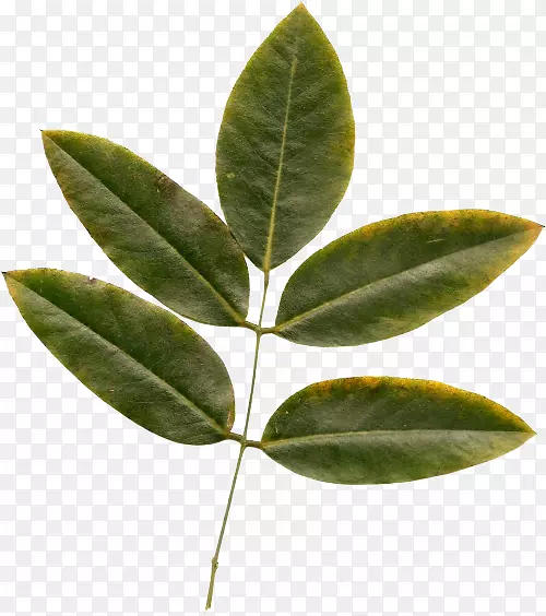 Ҷ�ɸ�����pngͼƬֲ�ﾥ����-������