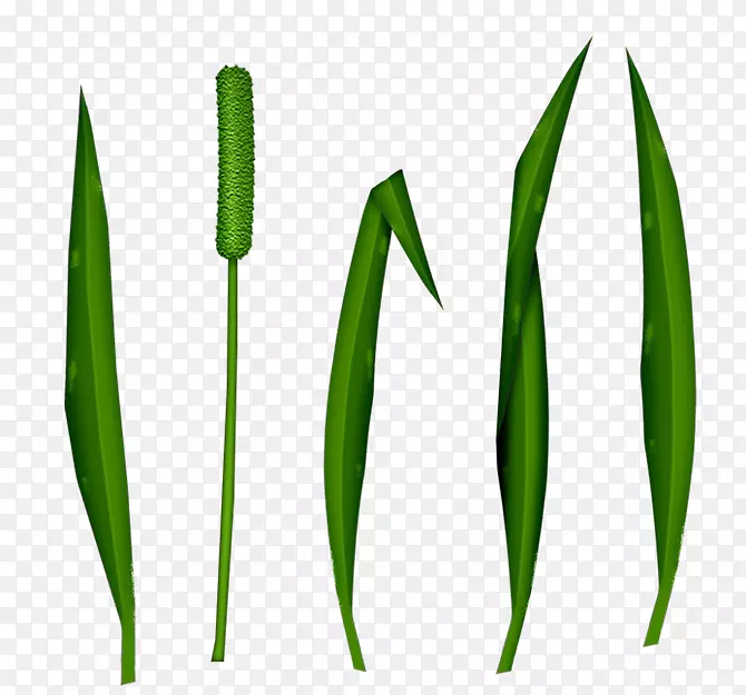 Ҷ��Ʒ��ֲ�ﾥ�Ǳ���-������