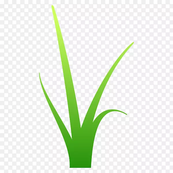 Ҷ��ֲ�ﾥ������-������