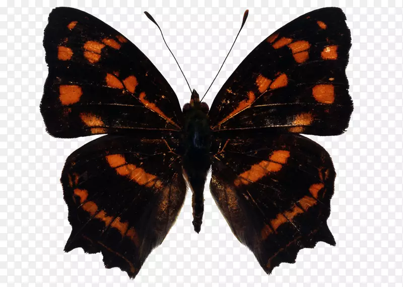 ������������ͼƬ-����-������