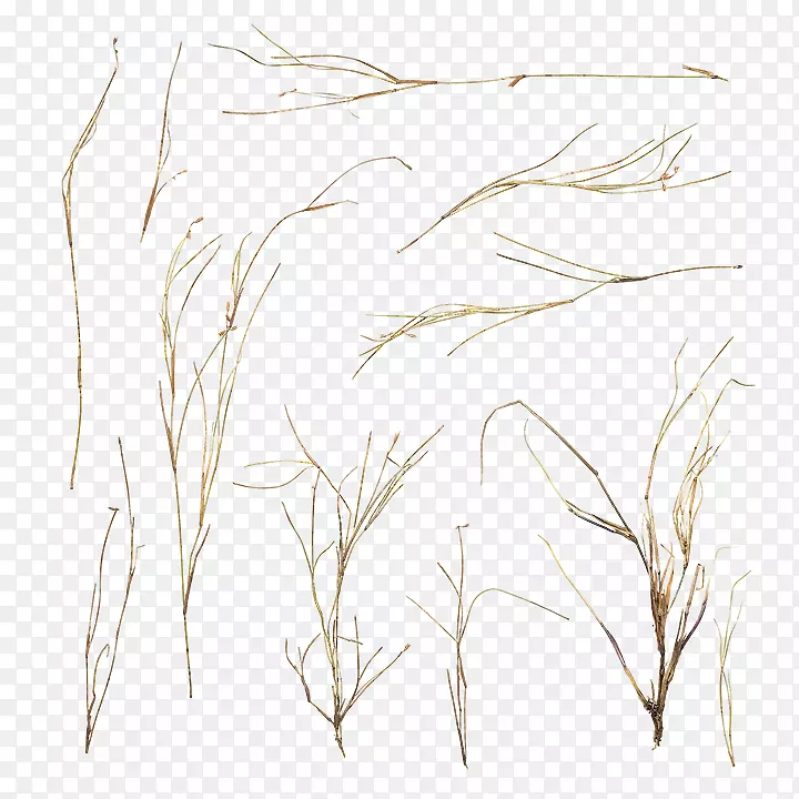 ϸ֦��������ĸɲݹ���Ʒ-������