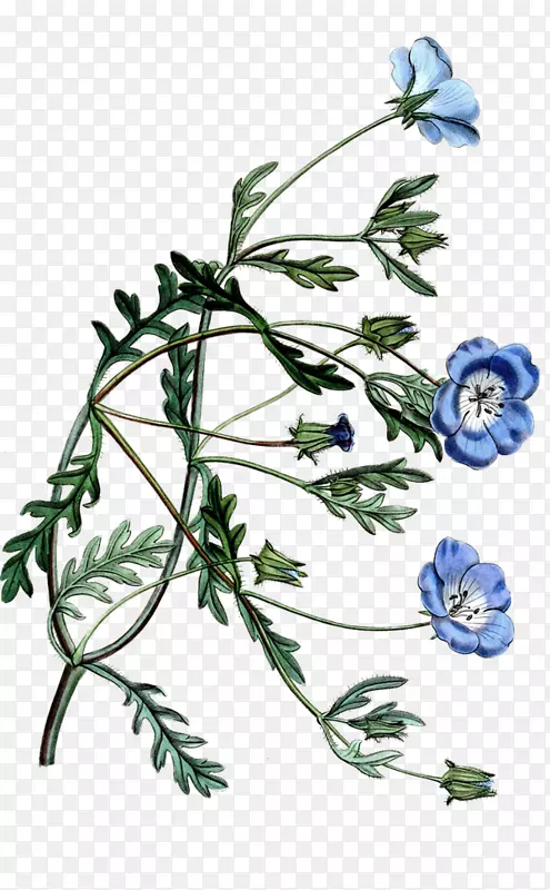 ��Ҷ������ƾ���ֲ�ﾥ-��ͼ-������