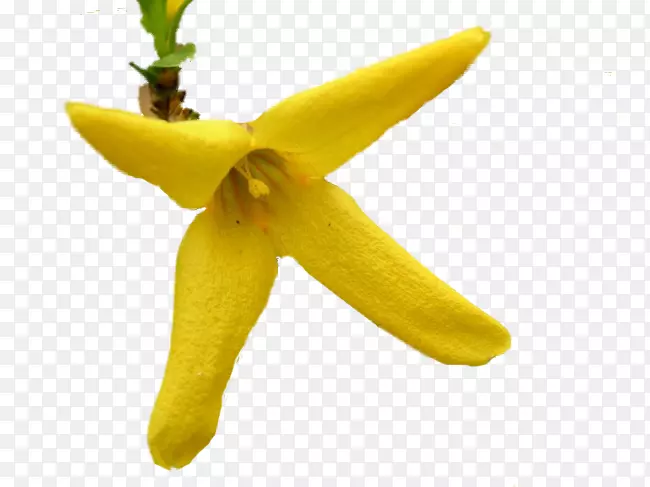 Naver����pngͼƬͼ��-forsycje-������