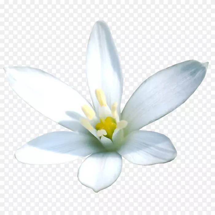 ���꿪��ֲ��-������