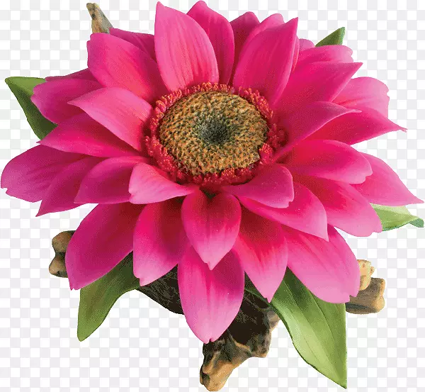 �л����ɫһ����ֲ�￪��ֲ��-�����Ļ�-������