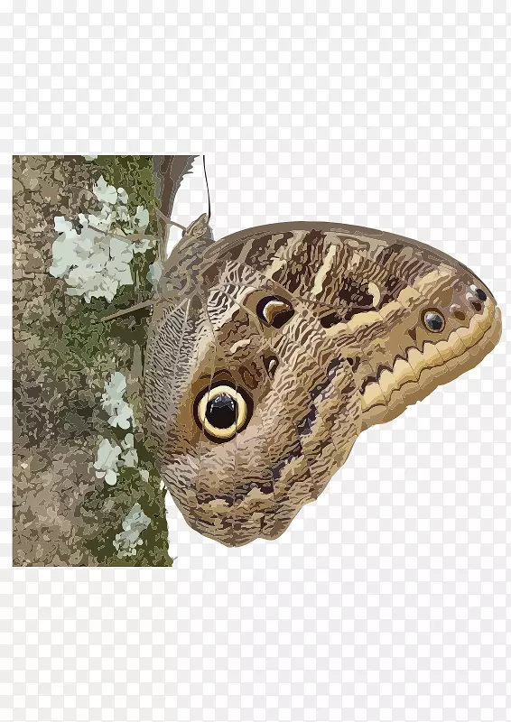 ��������èͷӥ-������