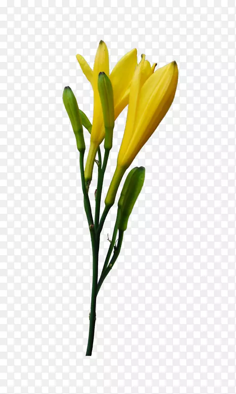 pngͼƬ�ٺϻ�����LiveInternet�ռ�-������