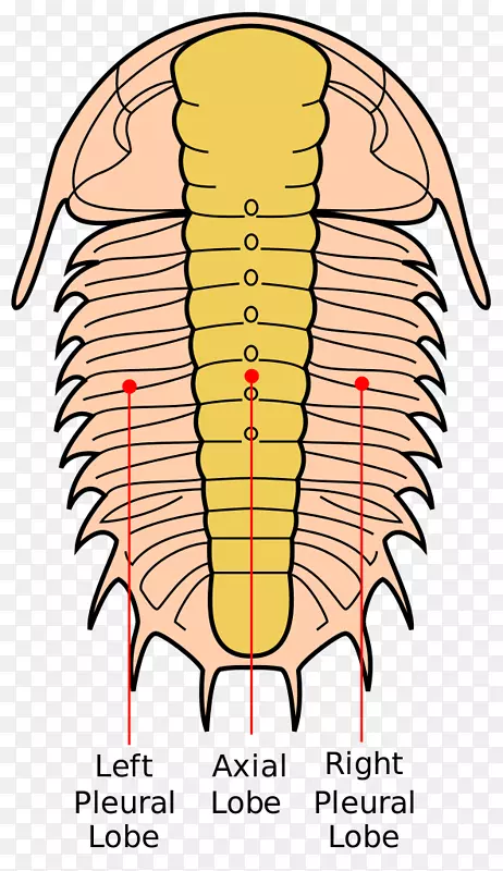 ������Ҷ�滯ʯ��֫����-������