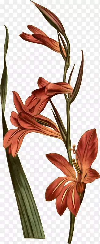 ���ƺ�Ĥ��������б���ͼ-Curti Pennant-������