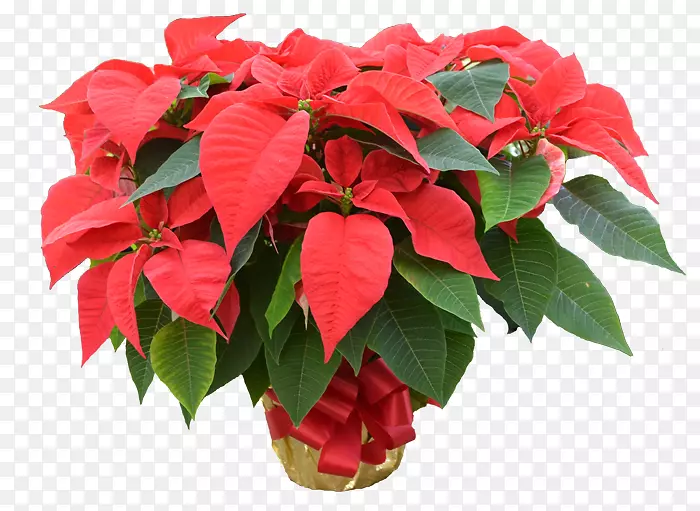 ĵ�����󻨻���Ȼ-ĵ��-������