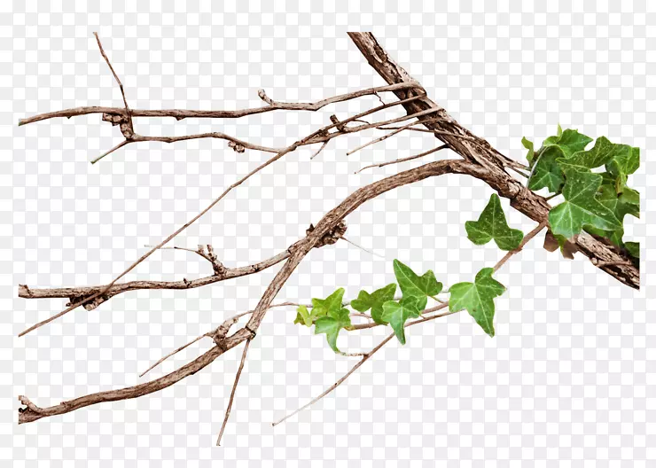 /m/083vtҶNaver����ֲ�ﾥֲ��-������