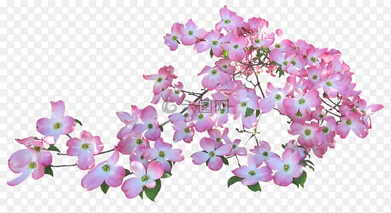 ����ɽ���ǲ�ͼ-��ѻ������-����ɽ����Ҷ-������