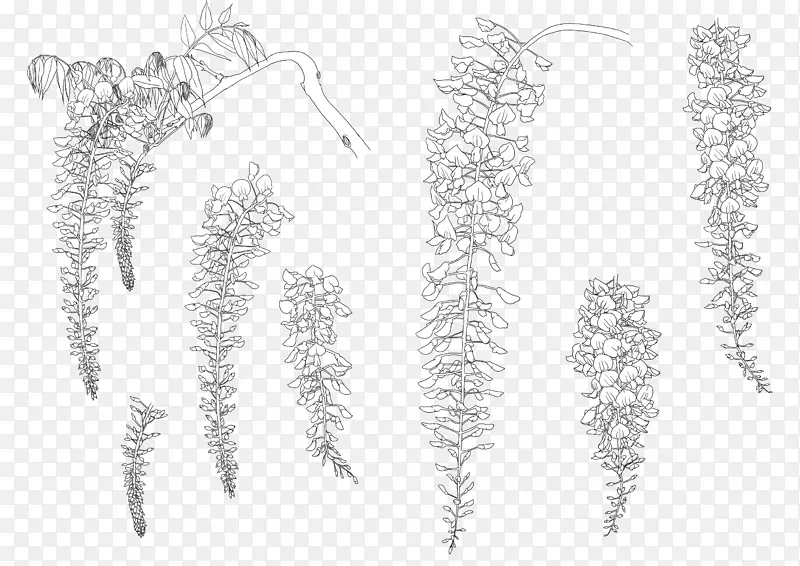 ϸ֦������������ֲ����о�-������