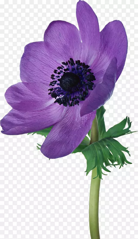 �Ϻ���-������