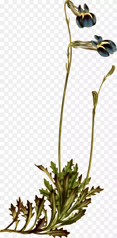 ֲ�￪��ֲ��ٺϵ�ɽ��ֲ�ﾥ-�ޱ�����-������