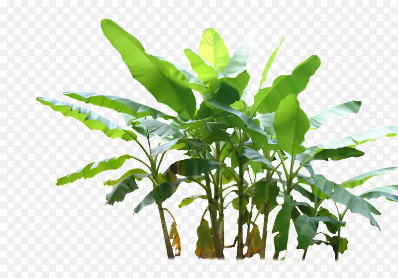 pngͼƬ��������ͼ��ˮ�ʻ��滭-������