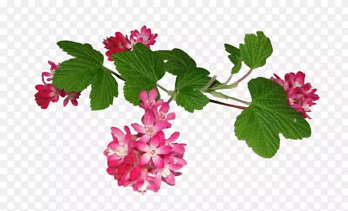 ������pngͼƬLiana gif���Ĳ���-����������-������