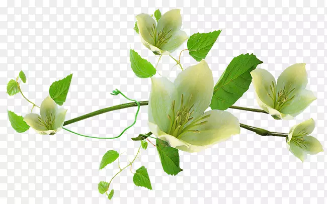 pngͼƬ��������PSD���Ĳ��ͷ�װPostScript-Jasminum Pennant-������