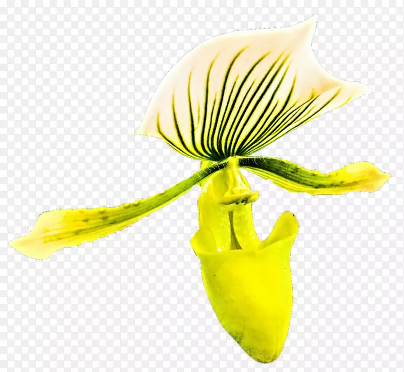 ����ֲ�ﾥֲ��.��������-������