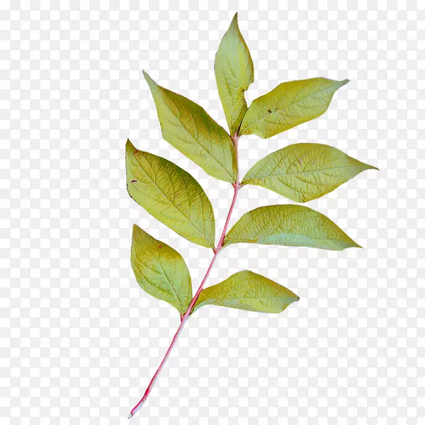 Ҷͼ��pngͼƬֲ�ﾥ������-����������-������