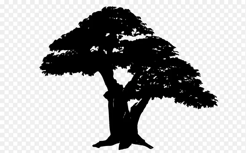 �����ӰҶֲ�￪��ֲ��-������