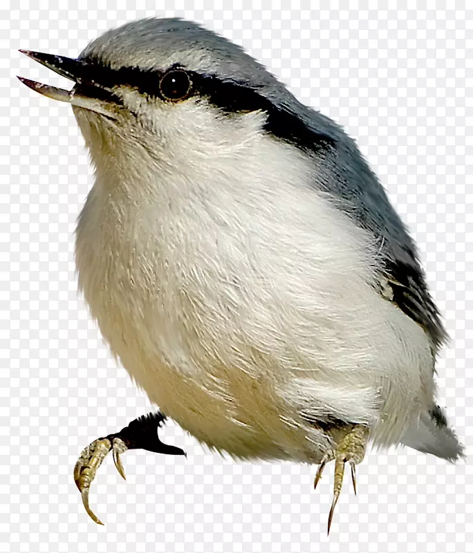 �������Ĳ��Ϳ���ֲ����ͼ��ͼ���������-��-������