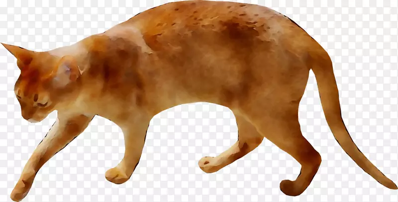 ���룬�Ҷ�ëè����Ұ������-������