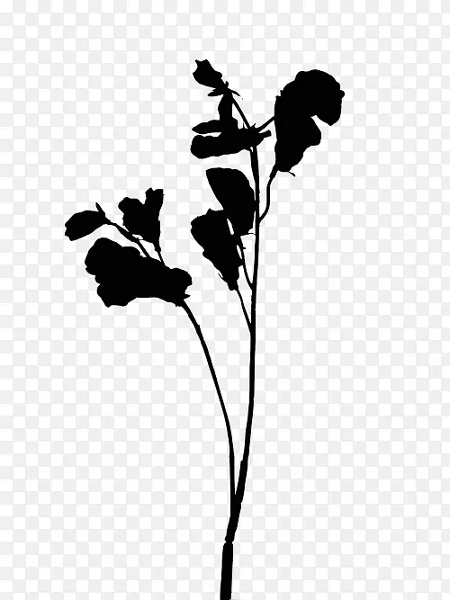 ����ֲ�ﾥҶ����-������