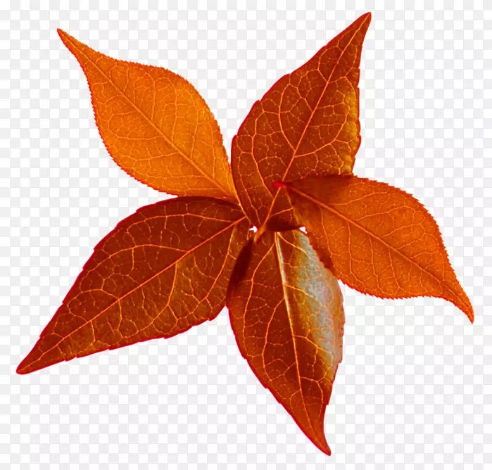 ������pngͼƬҶ����ͼƬ-Ҷ-������