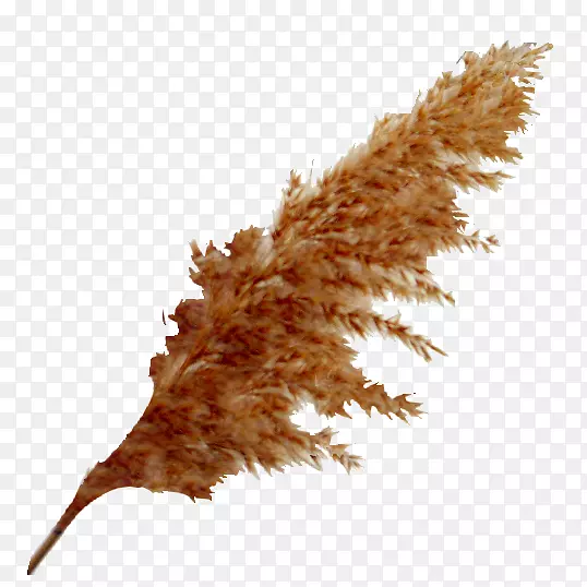 ������pngͼƬ��Ӱ�ݻ���.ȱ�ݺ��-������