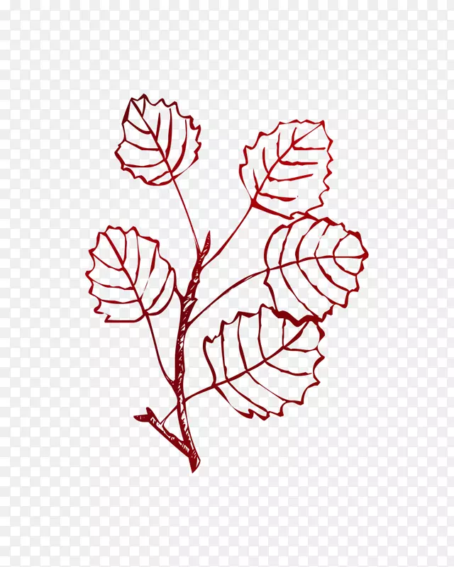 Ҷ��ͼֲ�ﾥֲ��-������