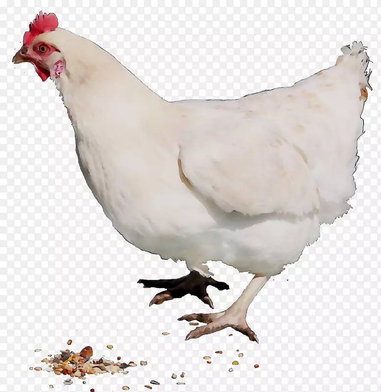 ���������޼��ݲ�-������