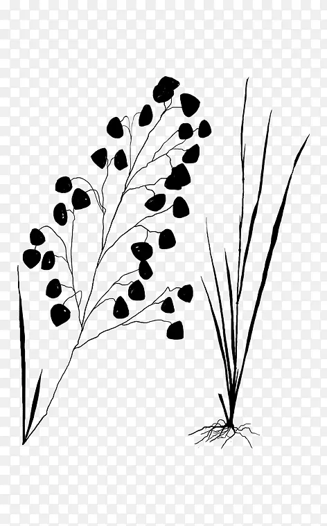 ����ֲ�ﾥҶ����-������