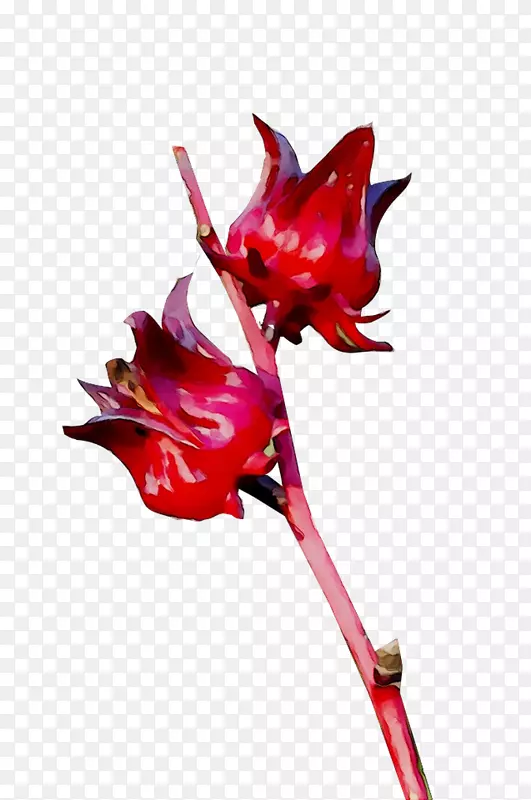 �л�ֲ�ﾥ����ֲ��-������