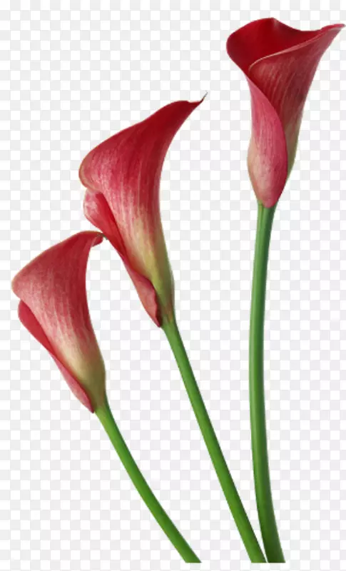 �ٺϻ�pngͼƬ��������ͼƬ-�ٺ�-������