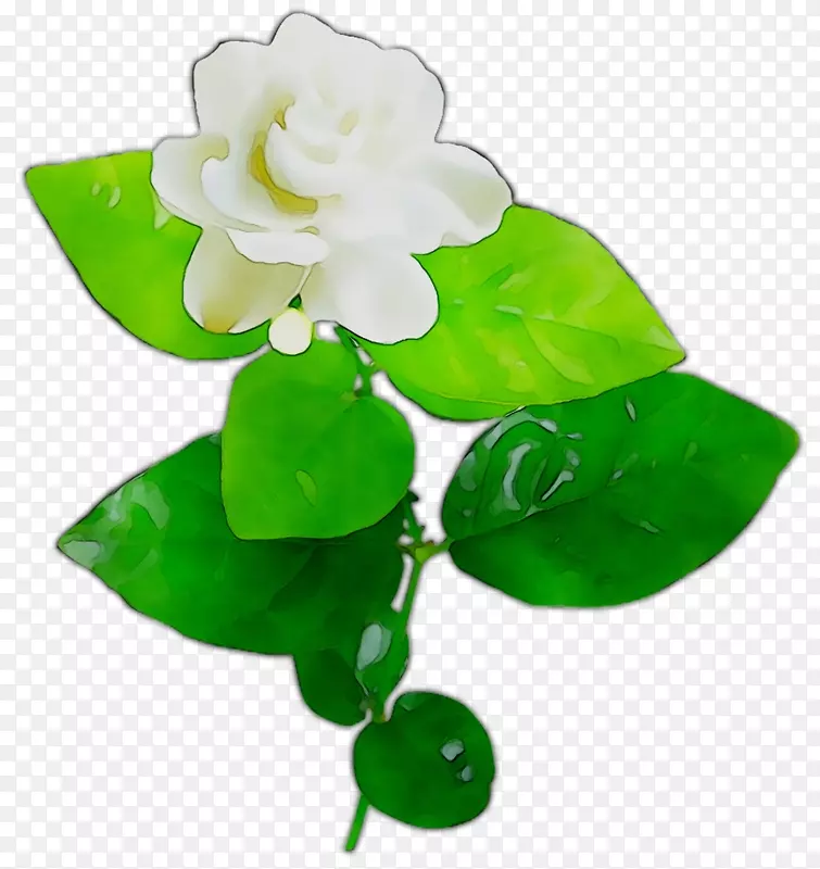 Ҷ-������