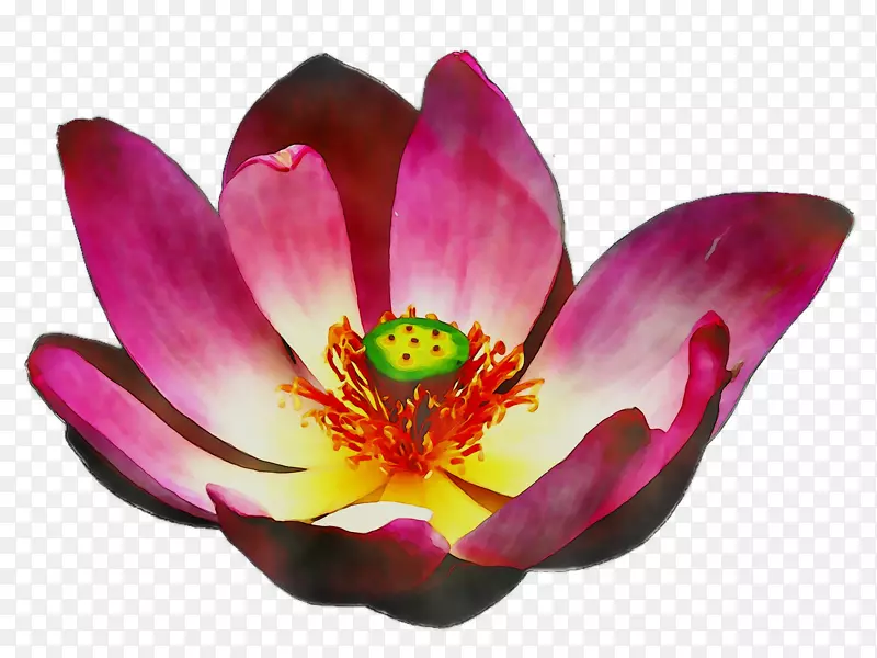 ˮ��ֲ�￪��ֲ�����-������