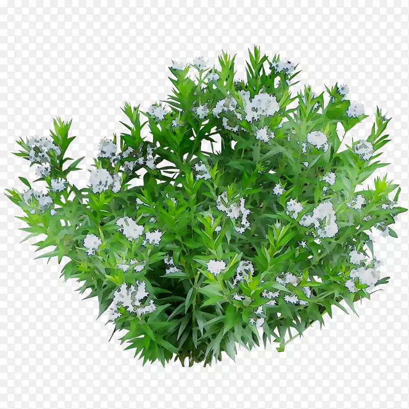 ��ɡ�����̻�ֲ�ˮ��ֲ�����ֲ��-������