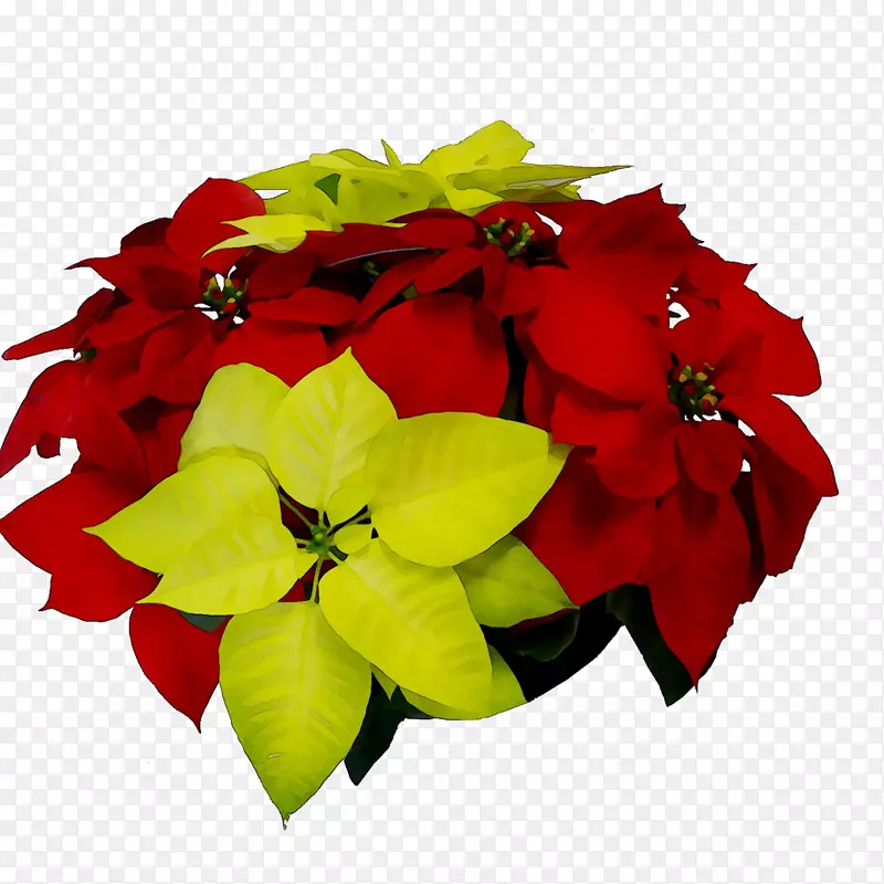 ������ƣ��л���������һ����ֲ��-������