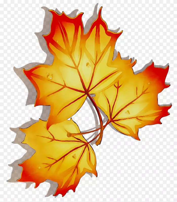 ��Ҷ�Գ�-������