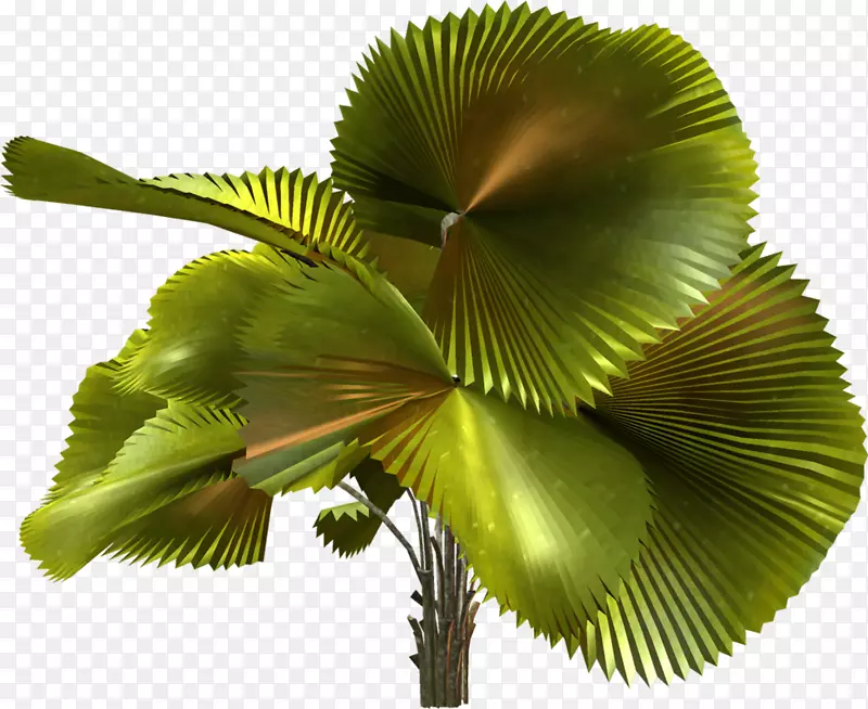 �����ֽ��������-����-������