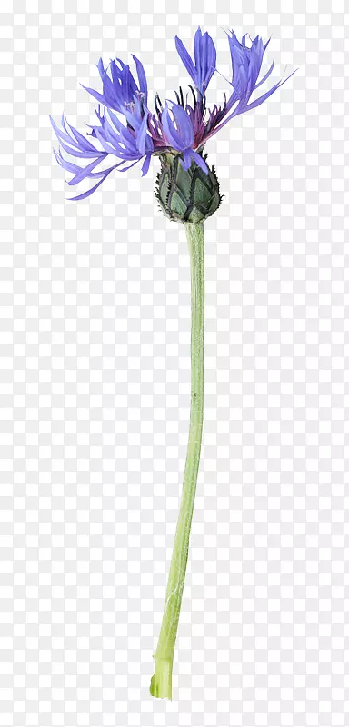 ˮ�ʻ�ͼ������-�滭-������